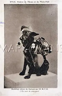 Doggie: DOG MUSIC HALL STAR
