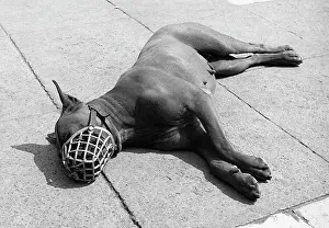Tony Boxallfrps: Dog in a muzzle, basking in the sunshine