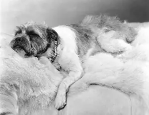 Mutt: Dog napping on a fur blanket