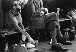 Compartments: Dog and owner at a dog show