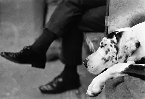 Spotty: Dog and owner at Manchester Dog Show
