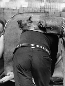 Compartments: Dog and owner, Manchester Dog Show