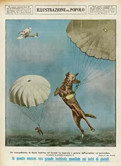 Parachutist: DOG PARACHUTIST