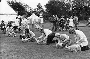 Marquee: Dog show in a park