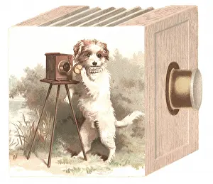 Inclined: Dog Photographer