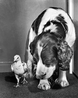 Pigeon: Dog and pigeon