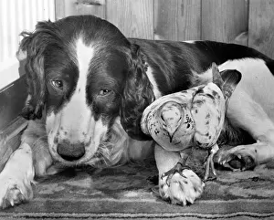 Pigeon: Dog and pigeon