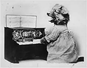 Minature: DOG PLAYING THE PIANO