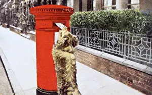 Postbox: DOG POSTING LETTER