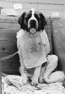 Compartments: Dog in preparation, Manchester Dog Show