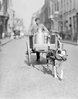 Muzzled: Dog Pulling a Cart
