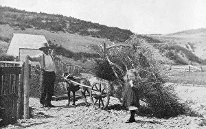 Perce: A dog pulling a cart