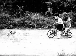Formosa: Dog pulls Chinese boys tricycle