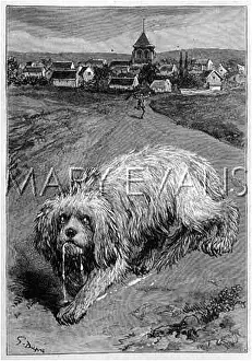 Wanders: DOG WITH RABIES
