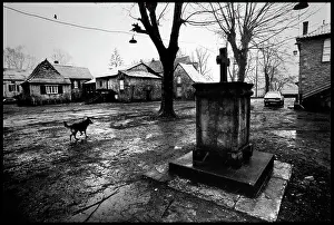 Dog in rainy village square