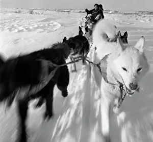 Kamchatka: Dog relay, 1962