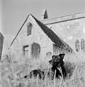 Foiled: Dog resting by church