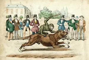 Faster: DOG RIDDEN BY MONKEY