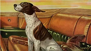 Dog Riding in Car