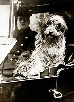 Shaggy: Dog in riding goggles