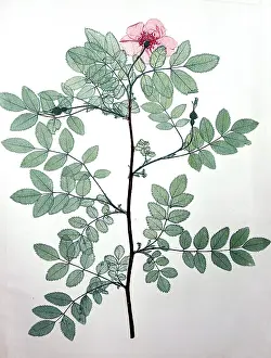 Selfprint: Dog rose flower