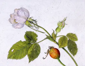 Helga Crouch: Dog rose and hip