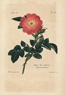 Chiens: Dog rose, Rosa canina