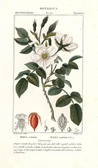 Argo: Dog rose, Rosa canina