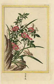 Feuilles: Dog rose, Rosa species