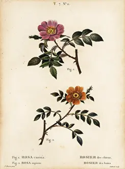 Briar: Dog rose and sweet-briar rose