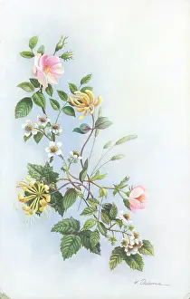 Honeysuckle: Dog Roses, Honeysuckle and Bramble