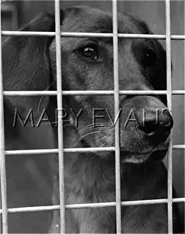 Rspca: DOG IN RSPCA KENNELS