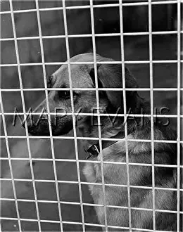 Rspca: DOG IN RSPCA KENNELS