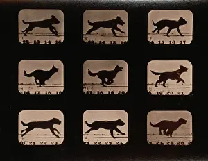 Consecutive: Dog, running