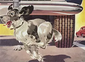 Canines: Dog running in front of Car