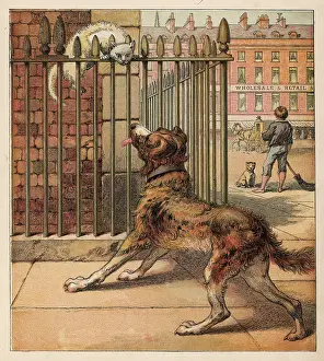 Glares: DOG SCARING CAT