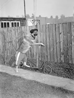 Goodwins: DOG ON A SCOOTER