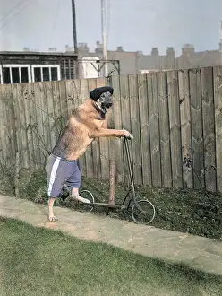 Goodwins: DOG ON A SCOOTER