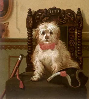 Furry: Dog Seated on Chair