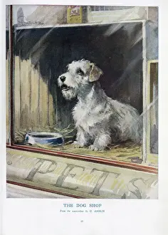 Doggie: The Dog Shop
