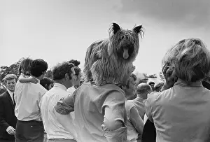 Shaggy: Dog show, Platt Fields Park, Manchester