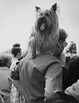 Shaggy: Dog show, Platt Fields Park, Manchester