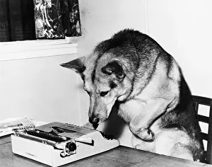 Smells: Dog sitting on a chair looking at the typewriter
