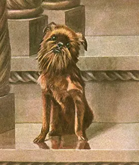 Griffon: DOG SITTING IN CITYSCAPE