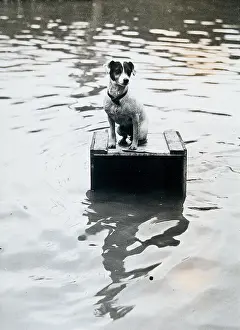 Photogaphy: Dog sitting on a wooden box