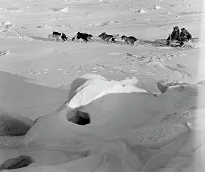 Sled: Dog sled