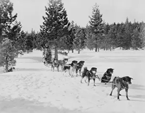 Cooperate: DOG SLED TEAM