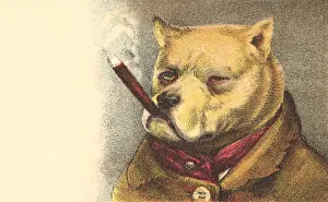 Clothed: Dog Smoking Cigar
