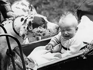 Sniffing: Dog sniffing at a weeping baby