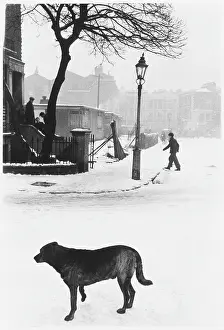Londonroger: DOG IN SNOW 1955